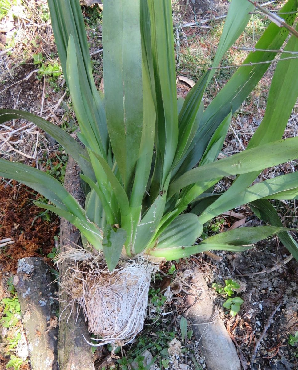 植え替え開始