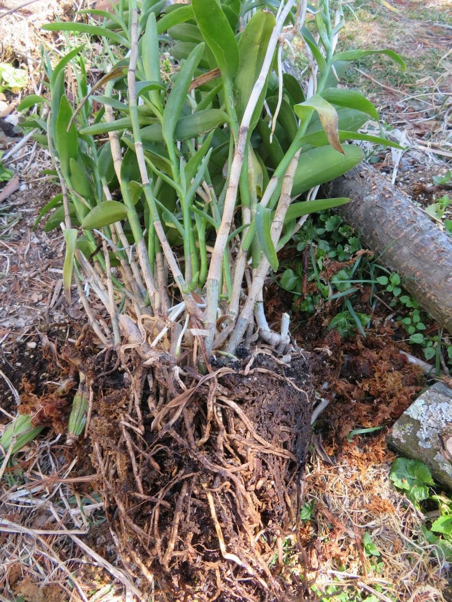 植え替え開始