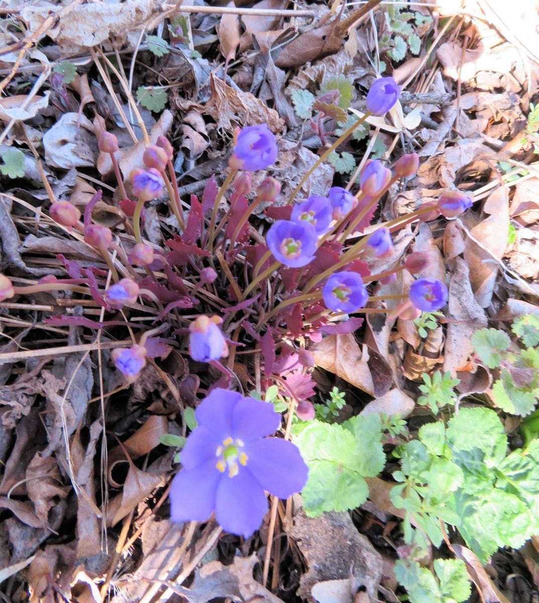 植え替え開始