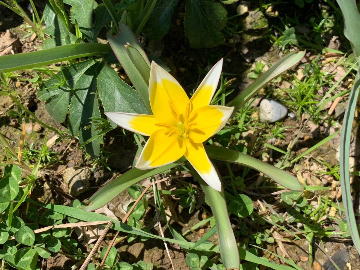 絶好の園芸日和