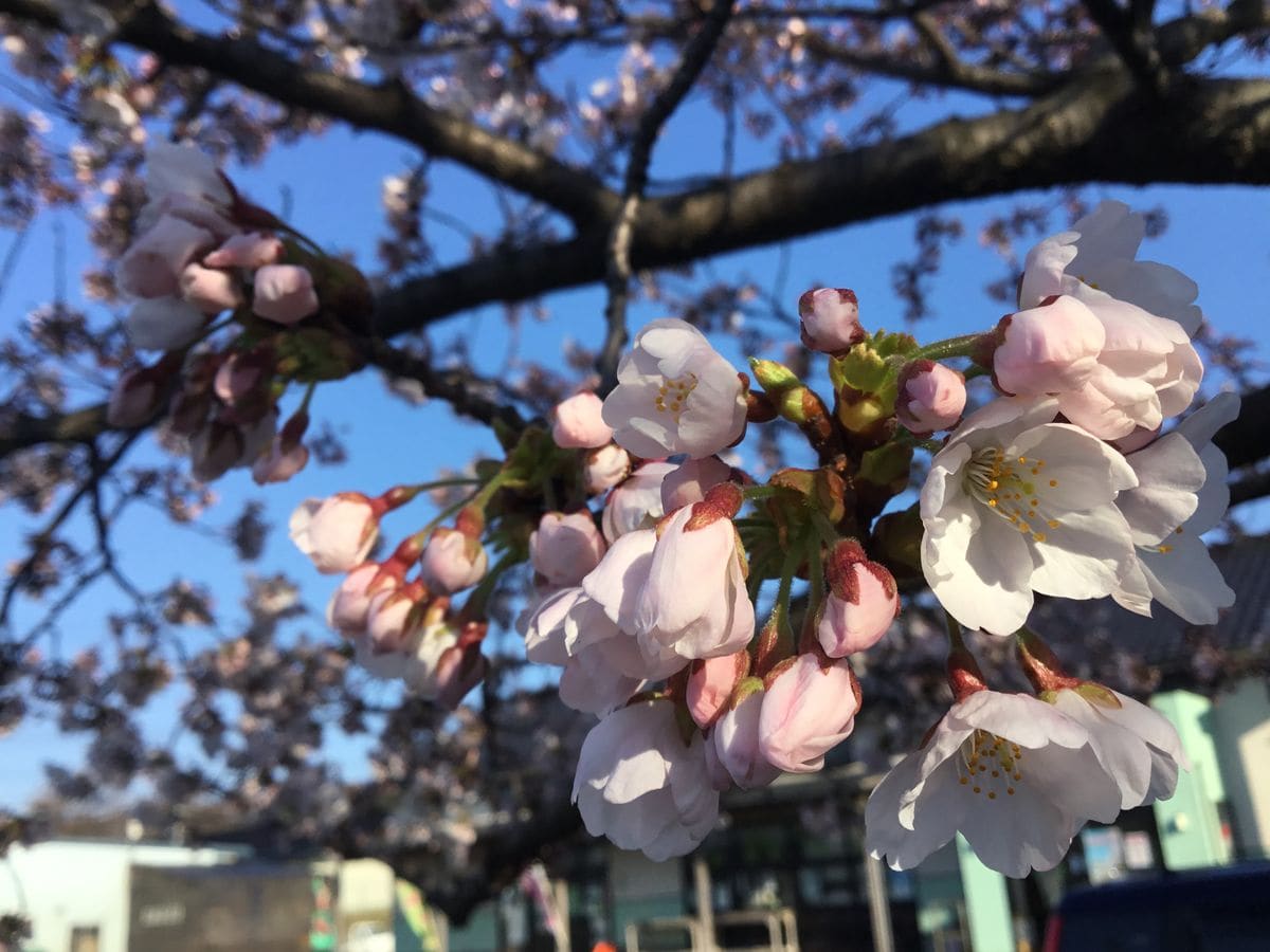 桜 咲く