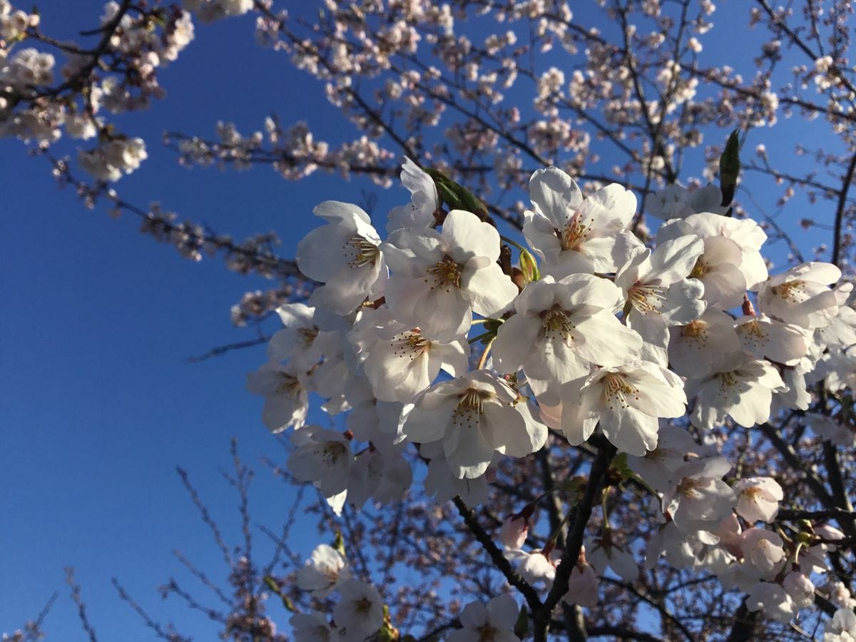 桜 咲く