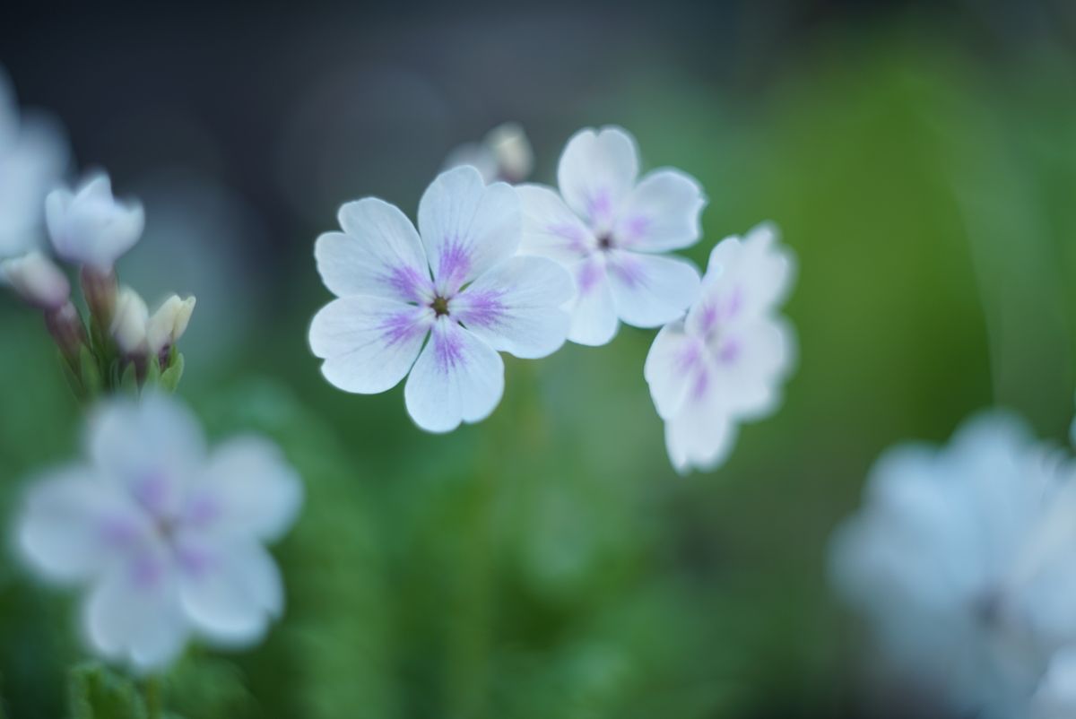 日本桜草「小紋」「神代冠」 トリガタハンショウヅル