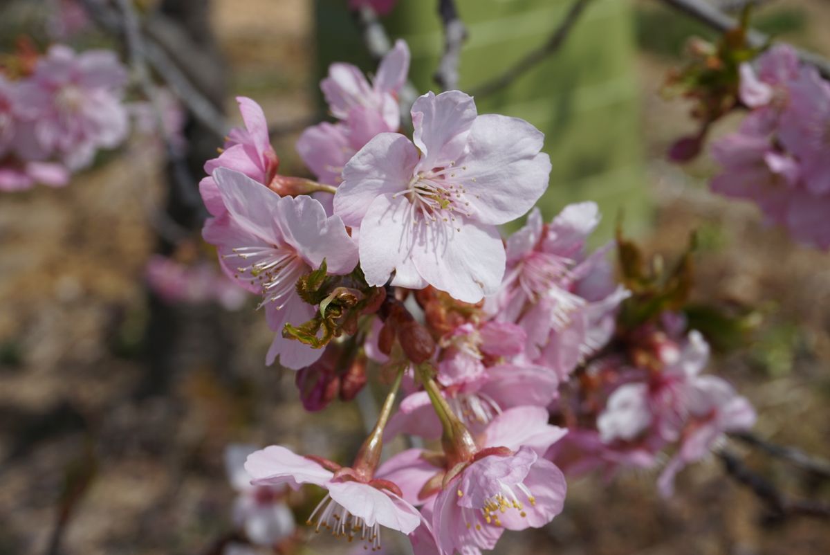 三種の桜🌸同時に開花