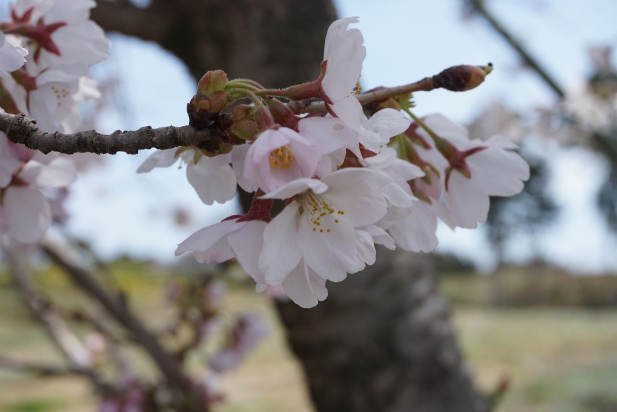 三種の桜🌸同時に開花