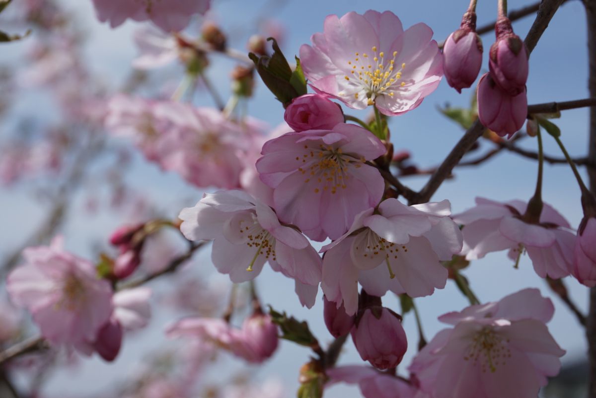 三種の桜🌸同時に開花