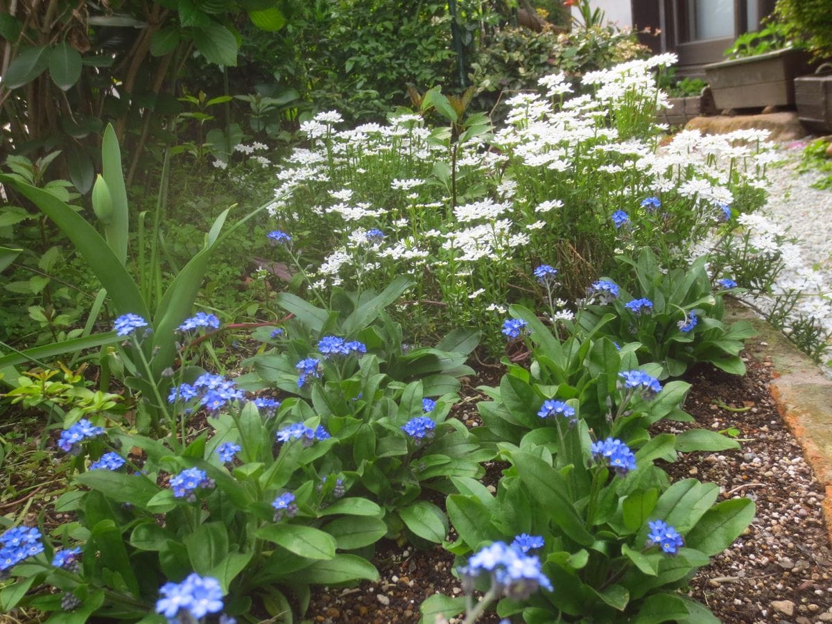 花壇の花