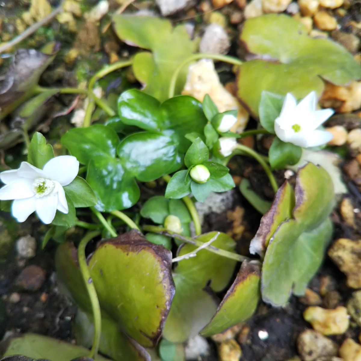 玄関前の花壇ほか