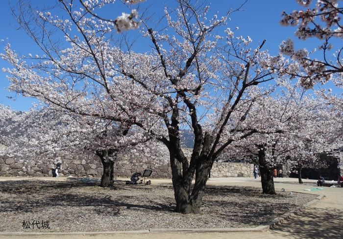 松代城（海津城）の桜