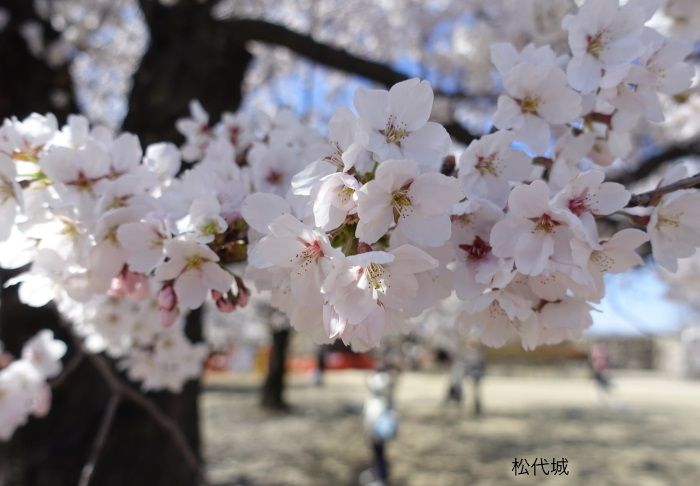 松代城（海津城）の桜