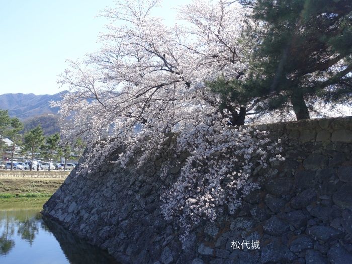 松代城（海津城）の桜