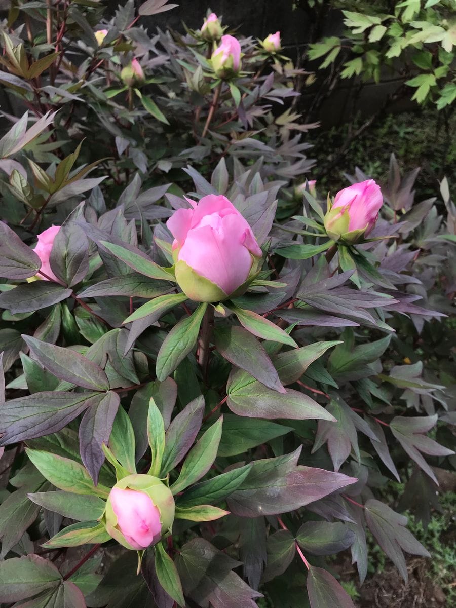 誕生日に開花する牡丹