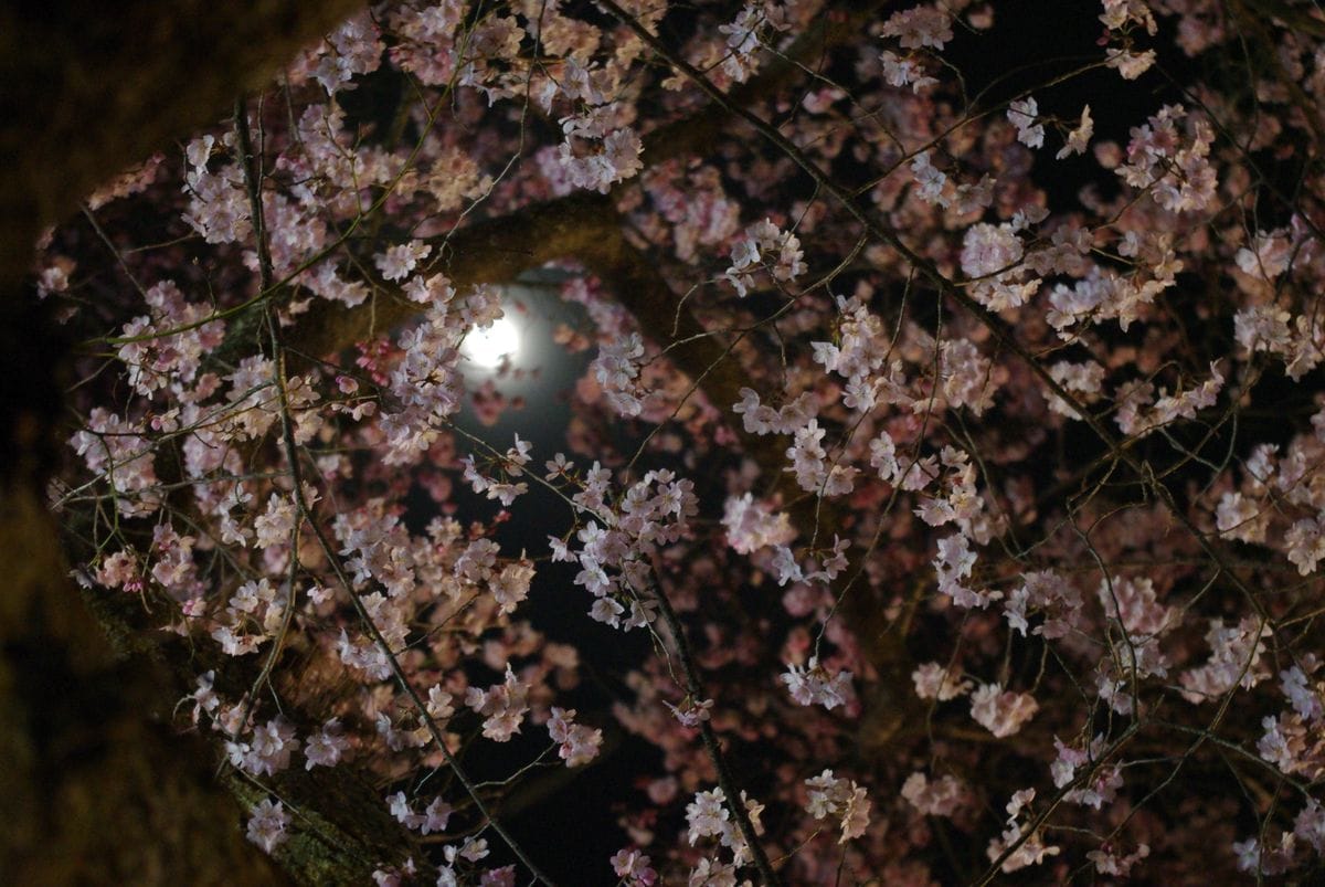 うっわぁー、　高遠桜　満開！　2019　春