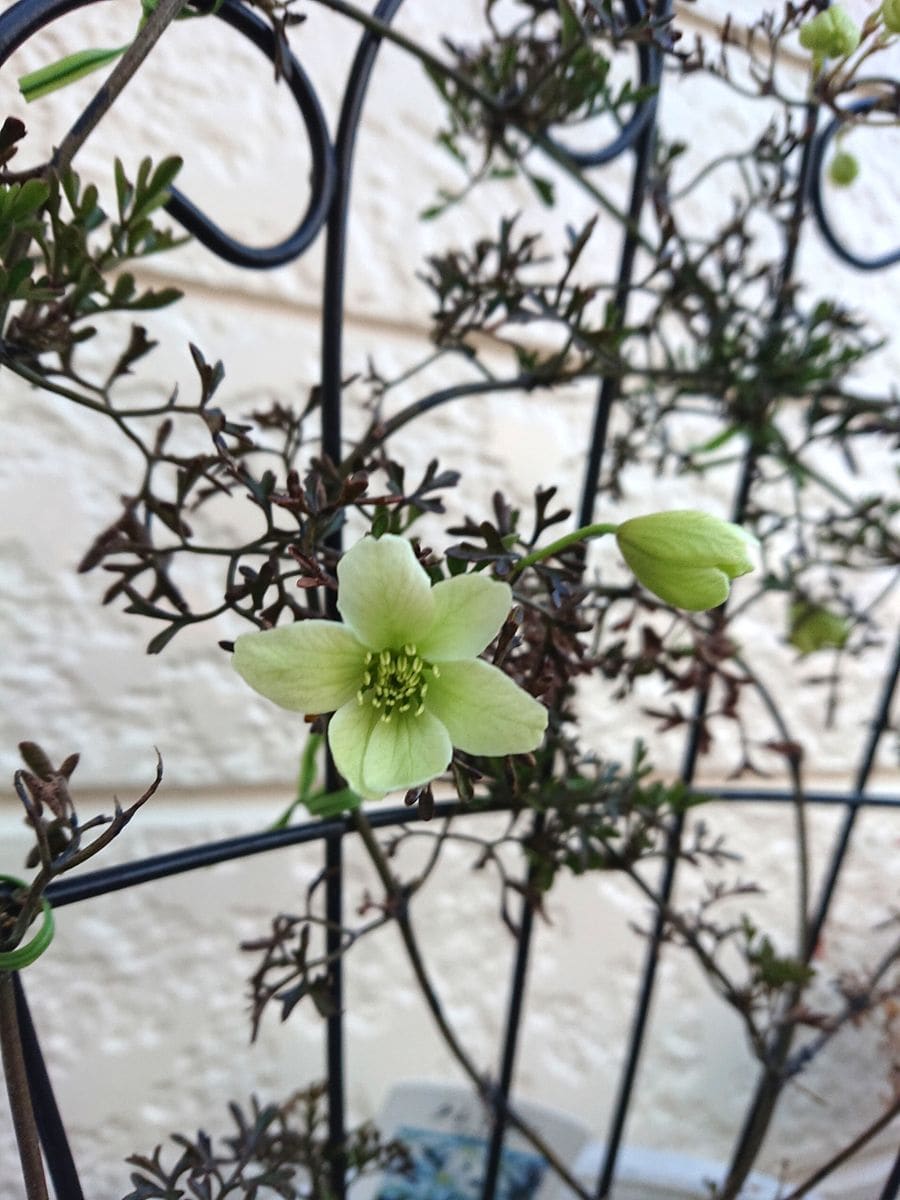 この鉢に何を植えようかな～？