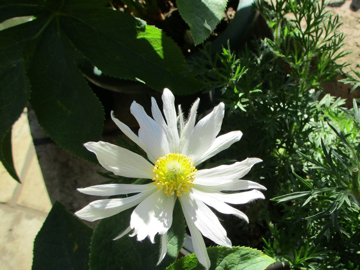 今日の開花は