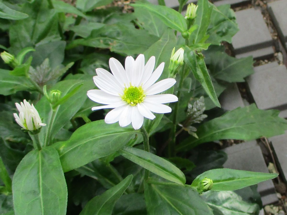 今日の開花は