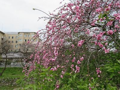 駒木野_川沿い（東京都八王子市）