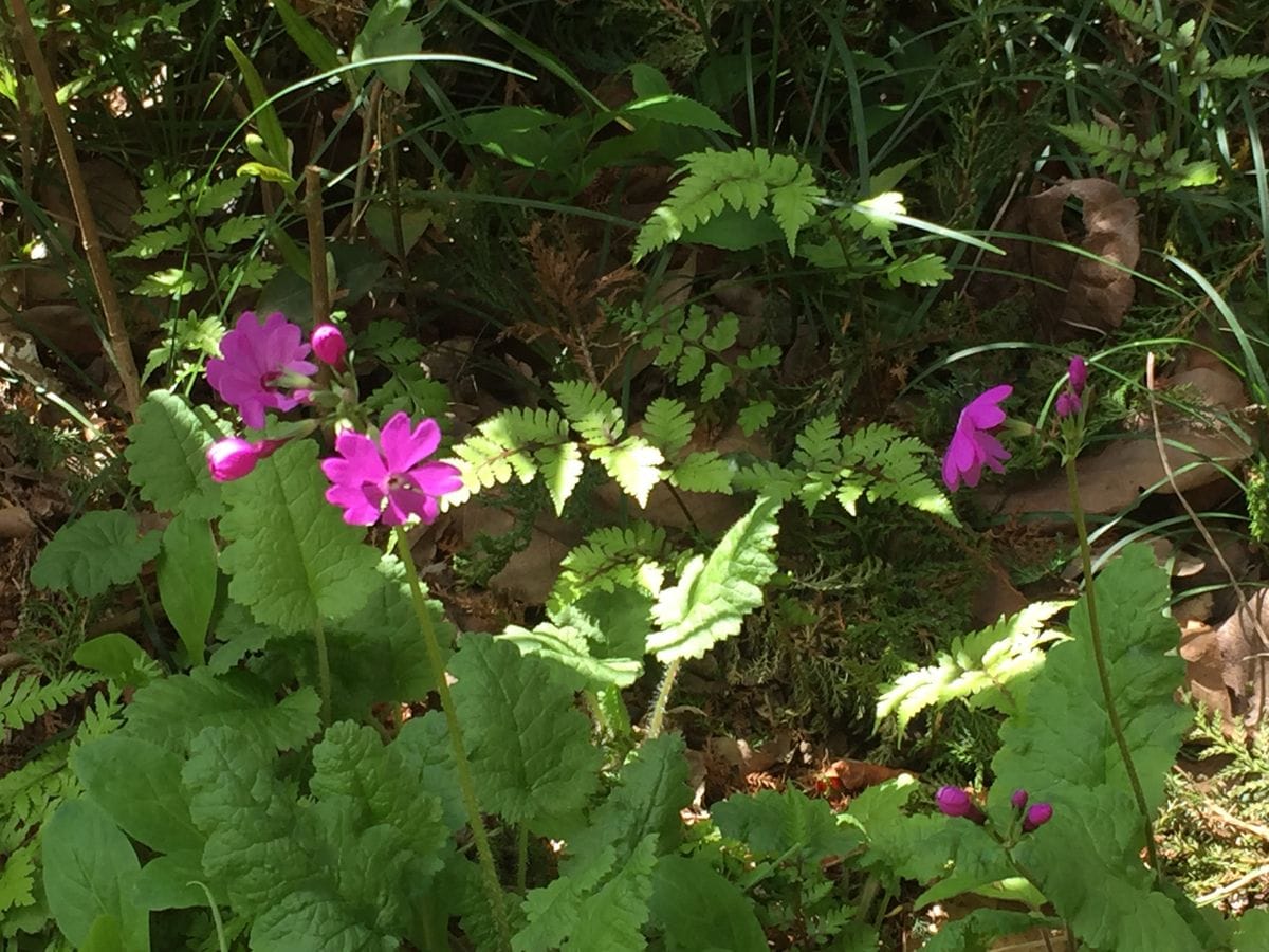 さくら草