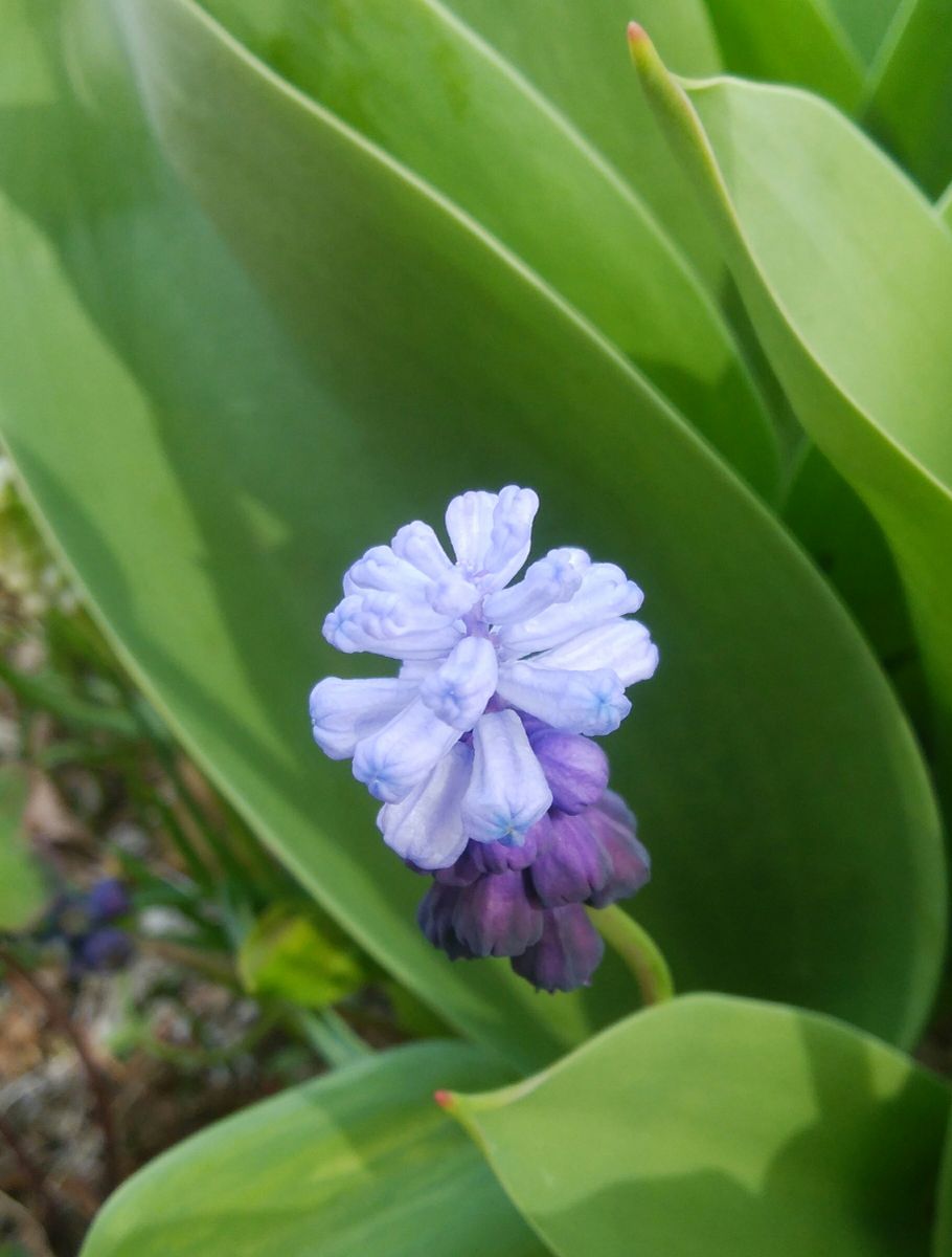 ムスカリ　梅？　オステオスペルマム🌼