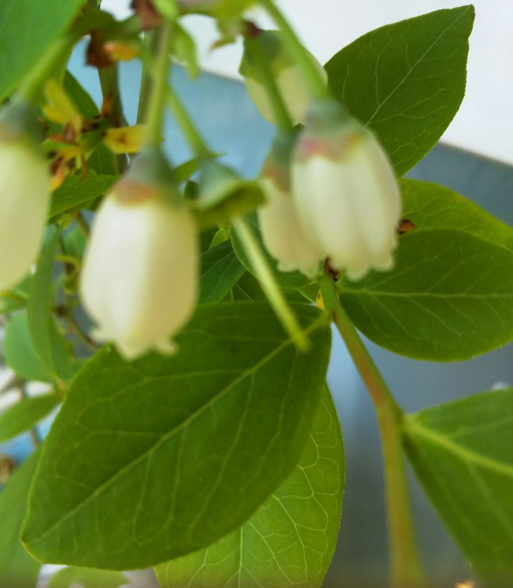 ブルーベリーのお花が咲きだしました♪