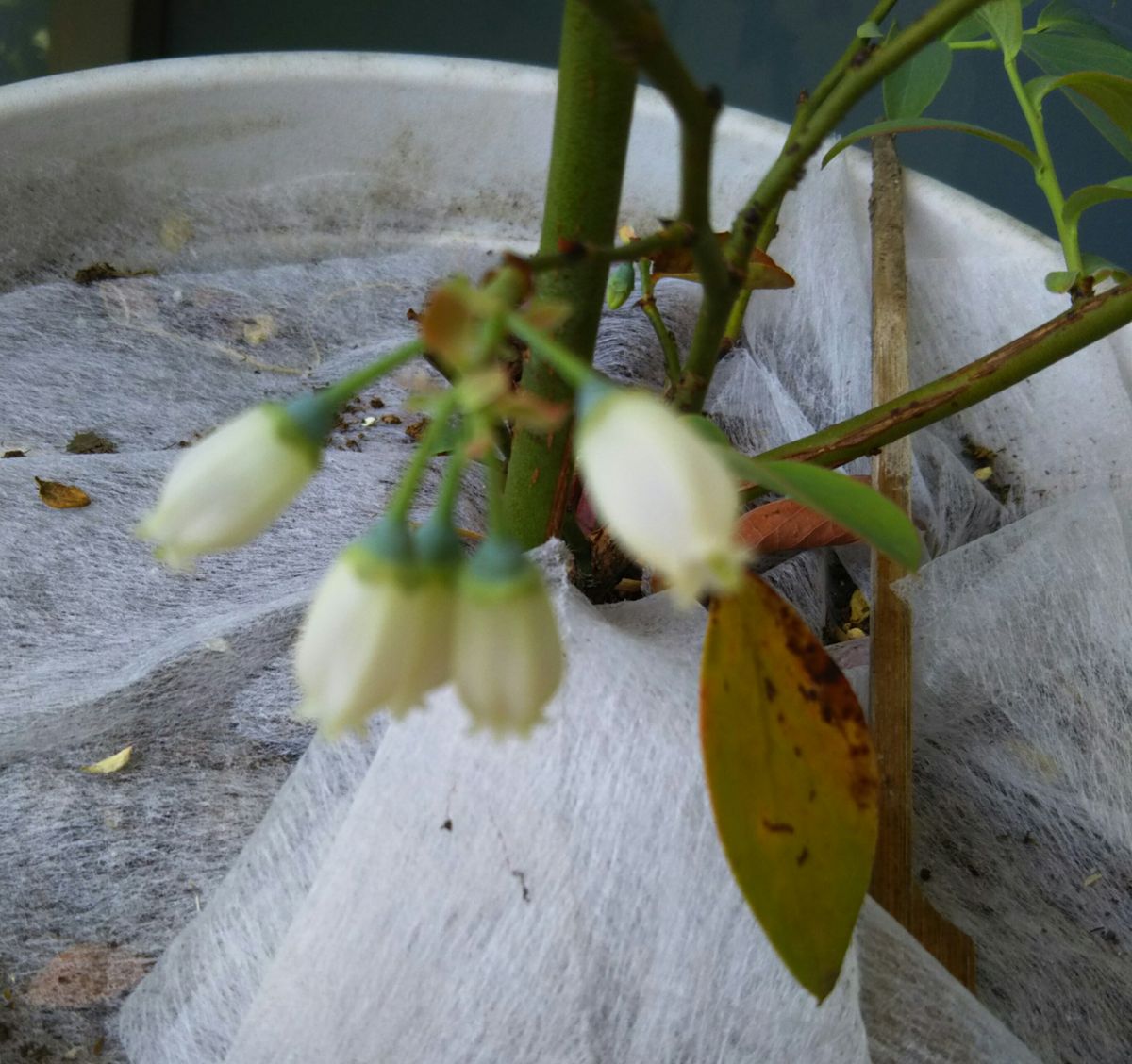 ブルーベリーのお花が咲きだしました♪