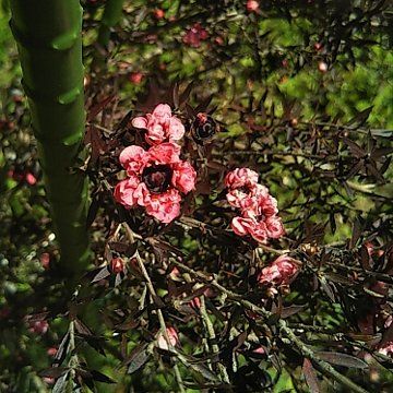 カロライナジャスミン／ギョリュウバイ／ツツジの仲間