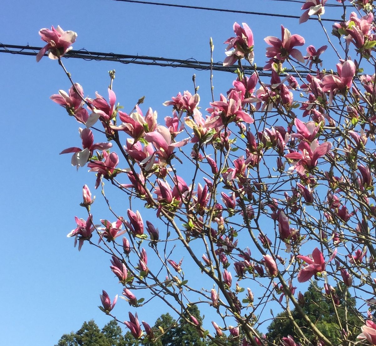 今日咲いた花🌸