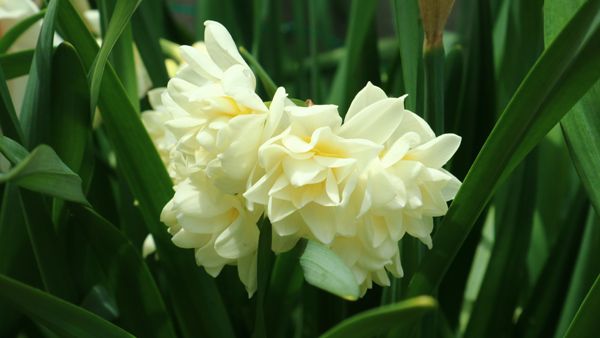 水仙が続々と開花☆その2。