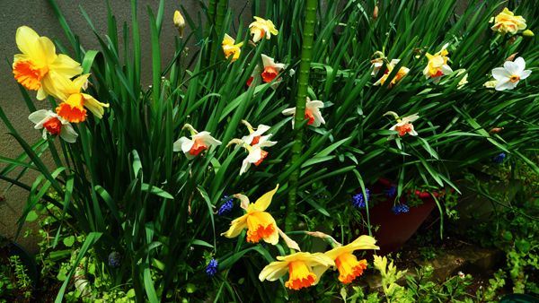 水仙が続々と開花☆その2。