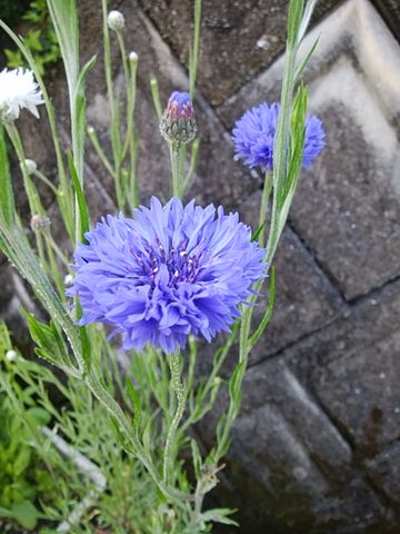 紫色の花、チューリップ他