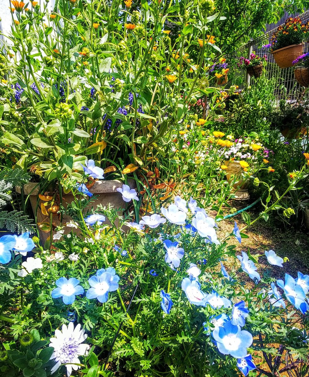 ネモフィラ💠の寄せ植が満開です🎵