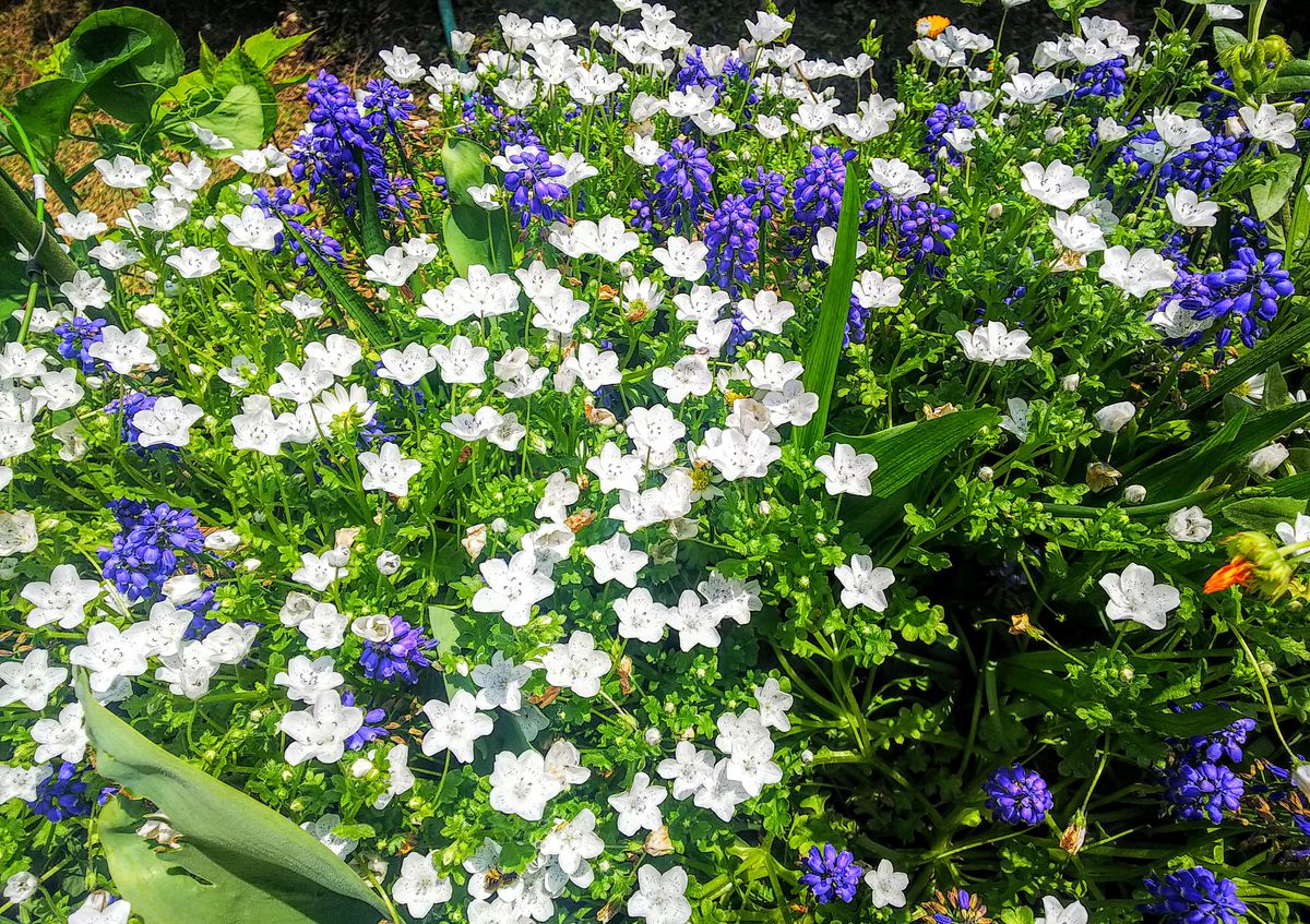 ネモフィラ💠の寄せ植が満開です🎵