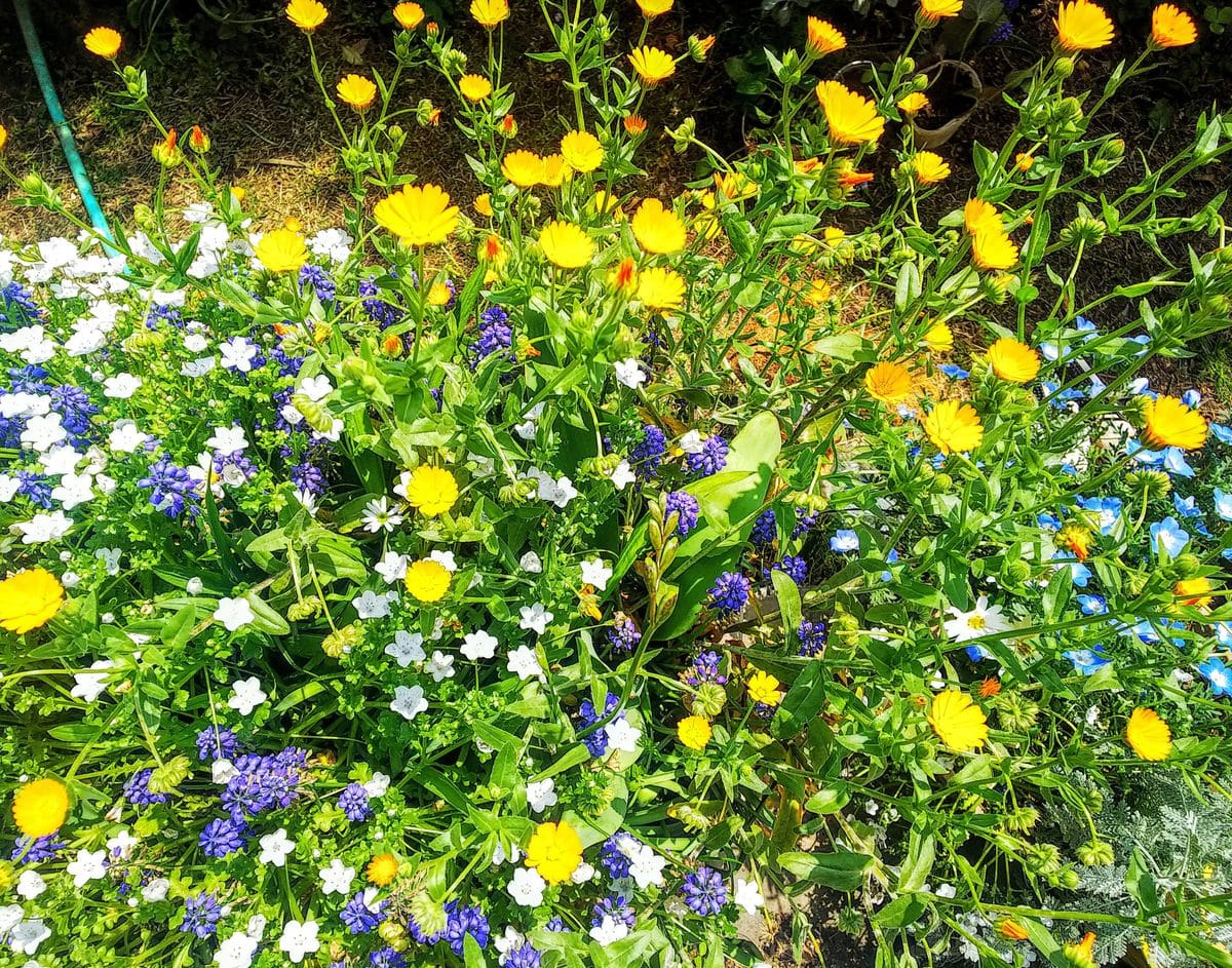 ネモフィラ💠の寄せ植が満開です🎵