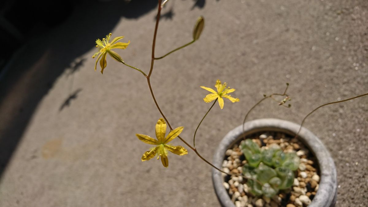 咲いたよ、ブルビネのお花(///ω///)♪