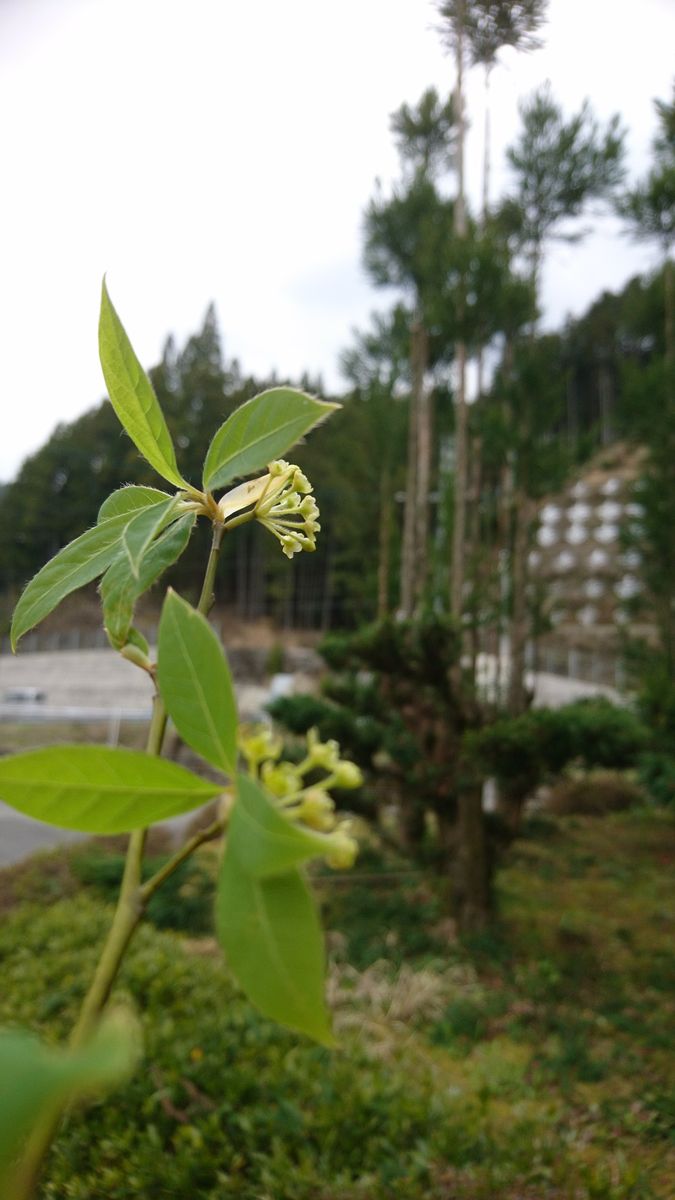 クロモジの花　みつけた