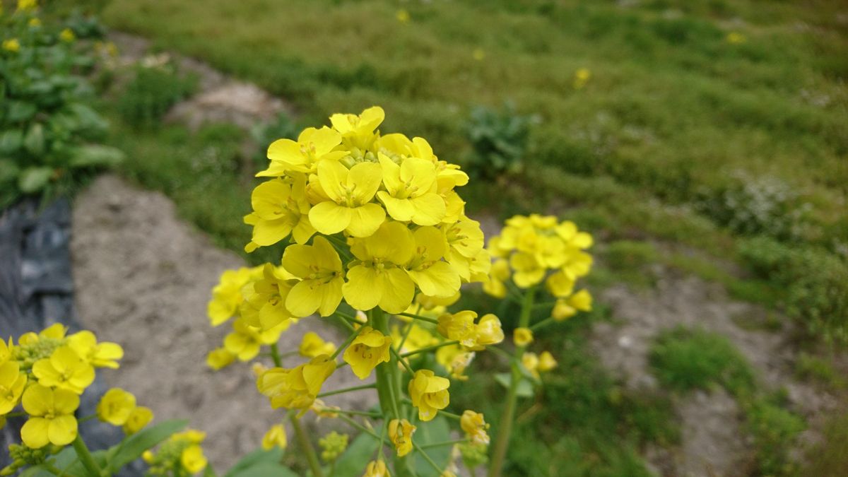 クロモジの花　みつけた