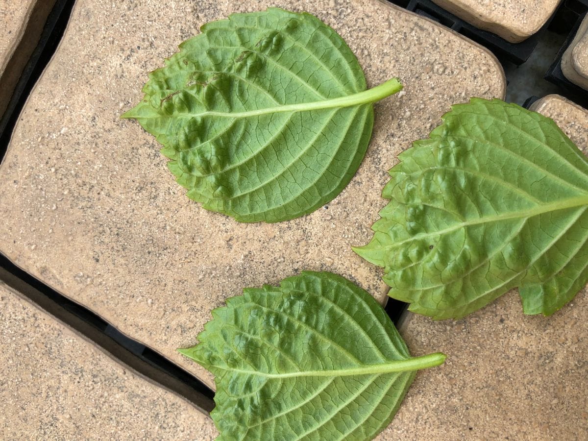 🆘教えて下さい(紫陽花)🍃