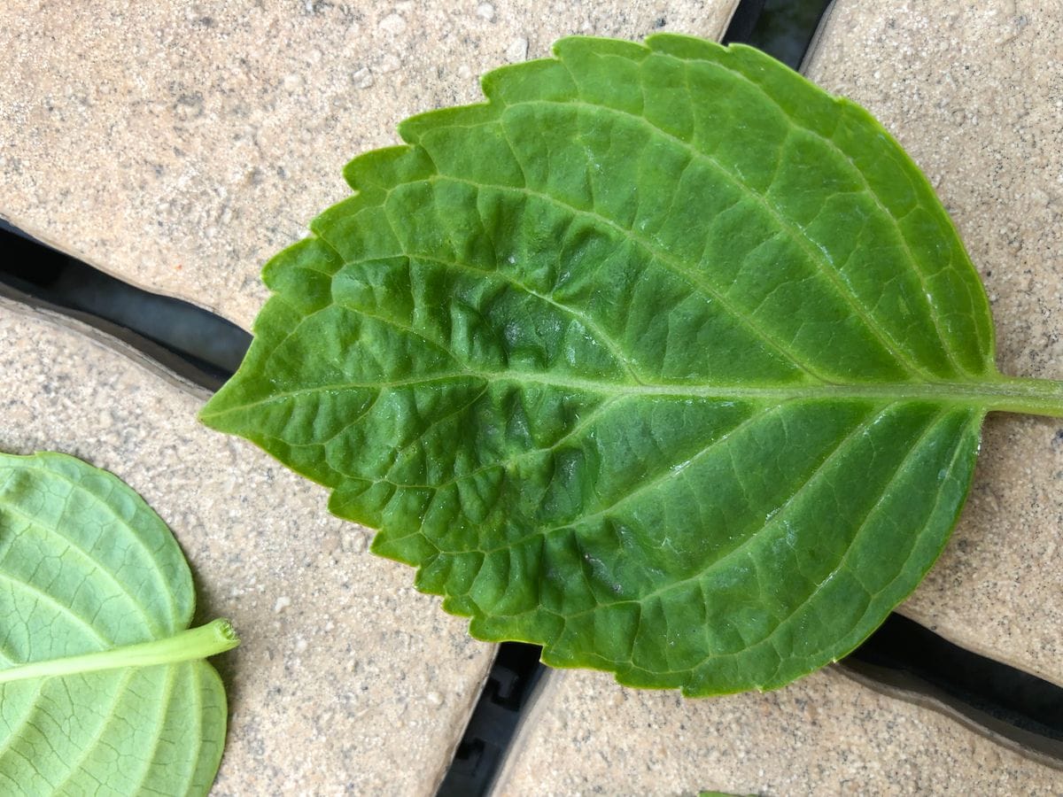 🆘教えて下さい(紫陽花)🍃