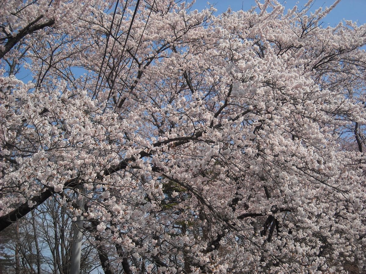 ４月のまとめ日記　　桜