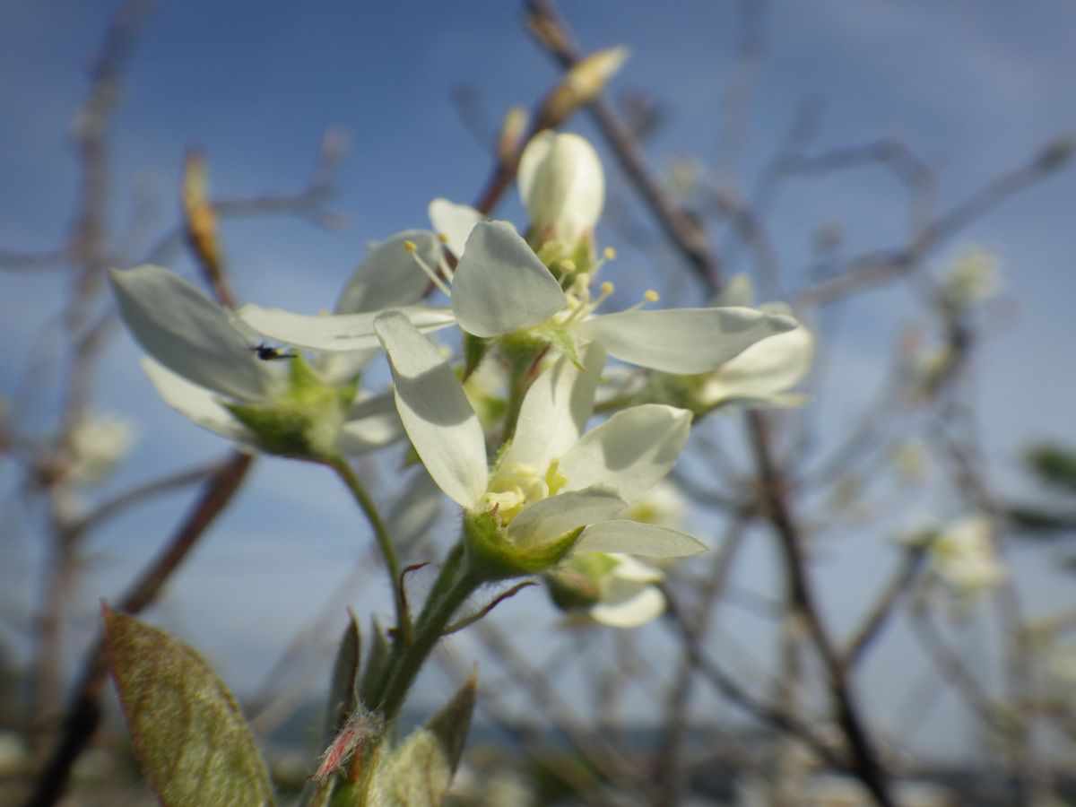 果樹の花