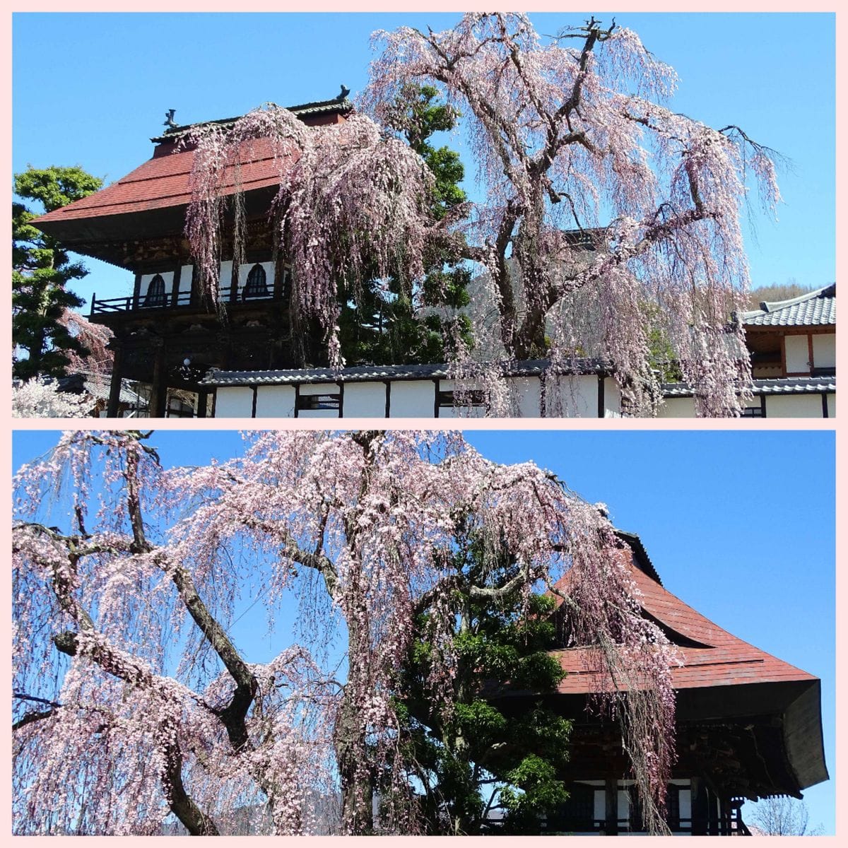 真田の郷の桜旅
