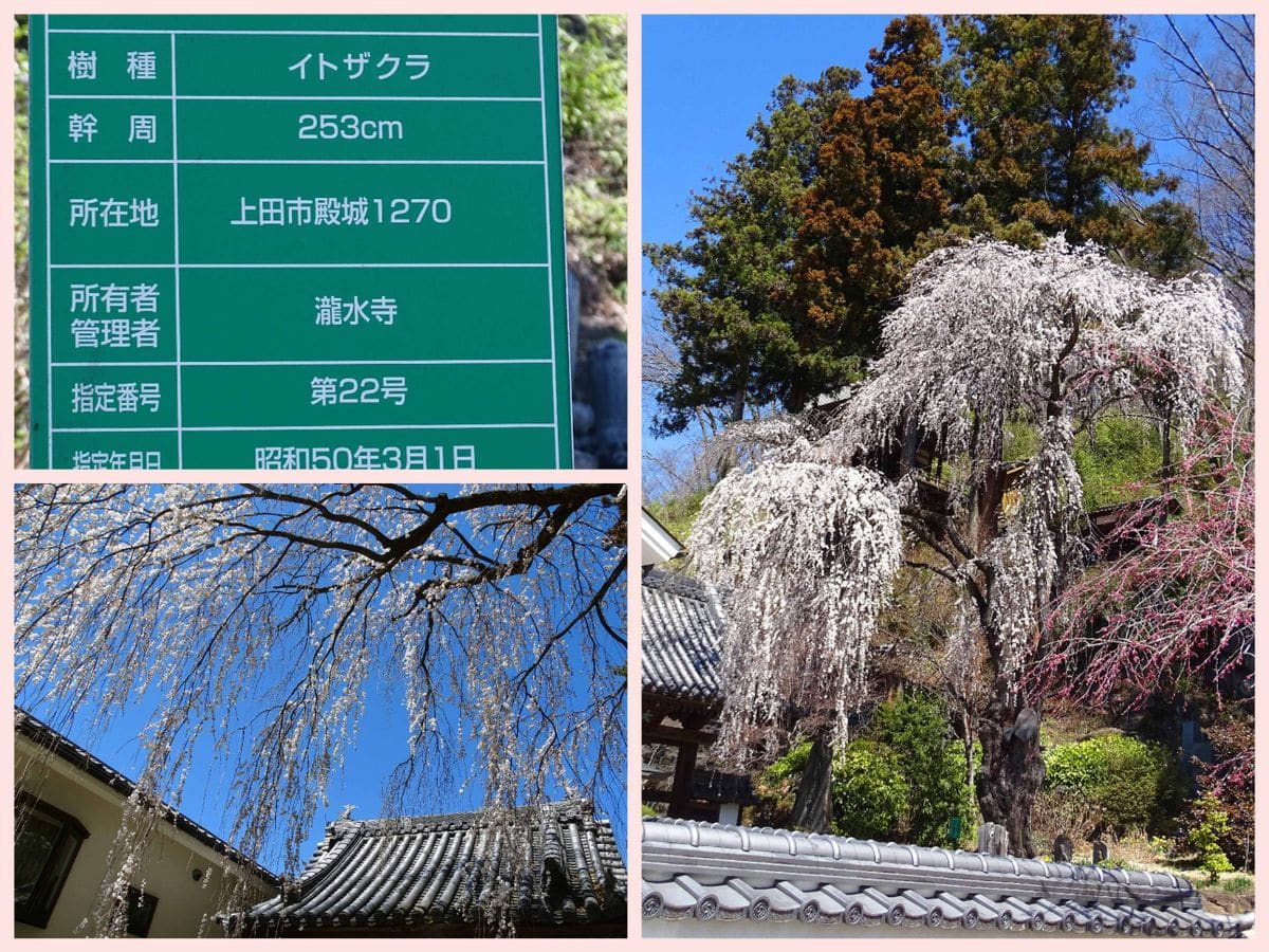 真田の郷の桜旅