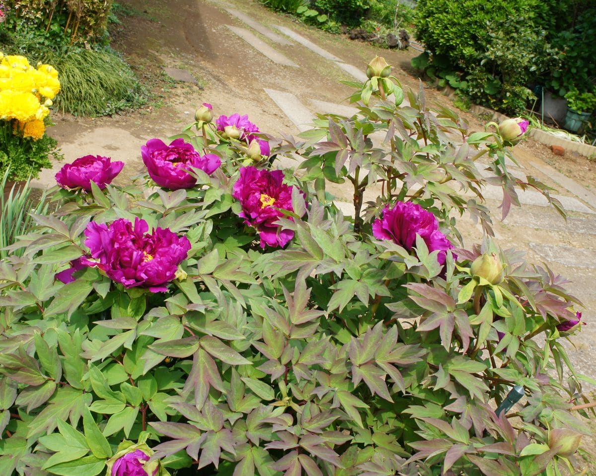 牡丹の開花が始まりました。