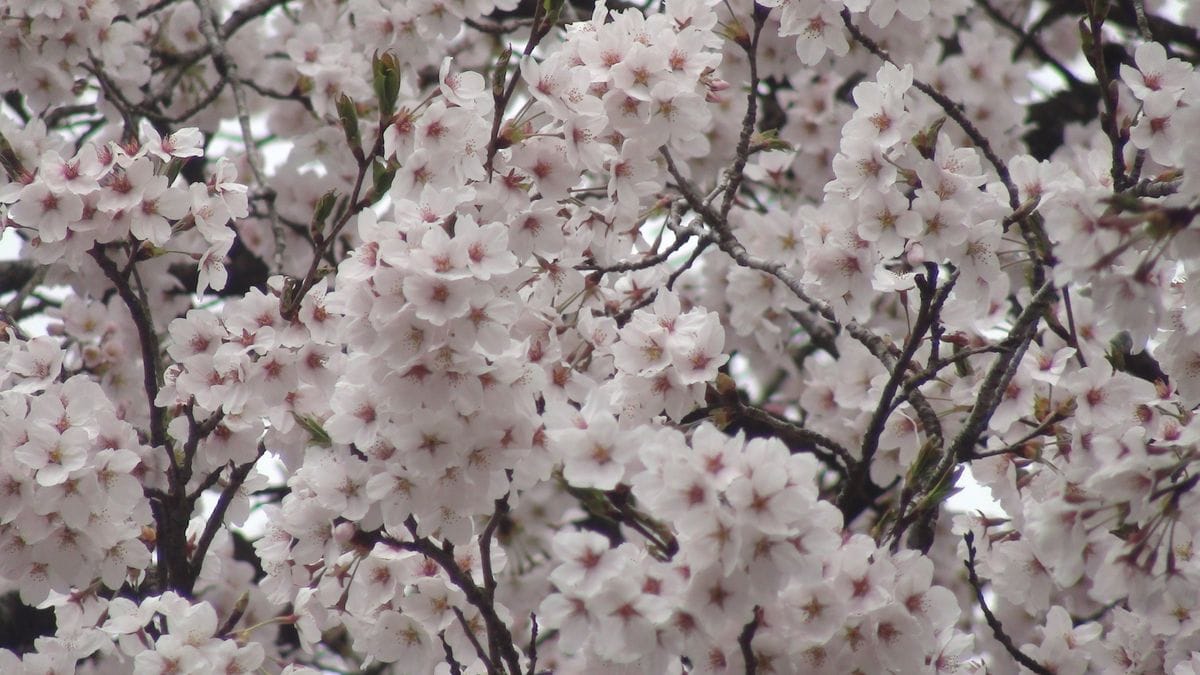 桜