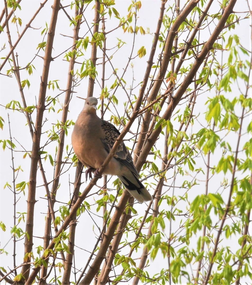 教えてください、植物と鳥さん...。