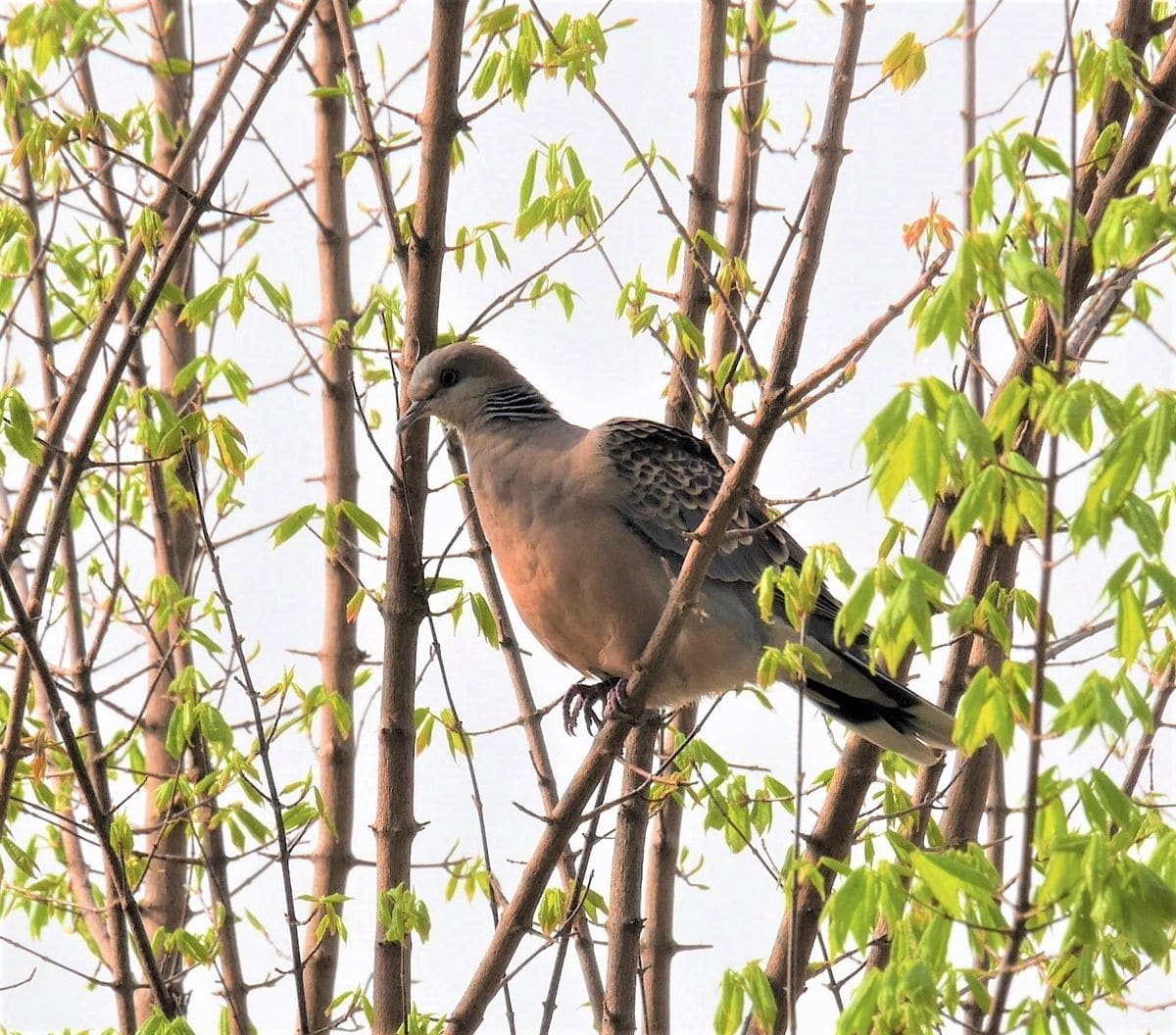 教えてください、植物と鳥さん...。