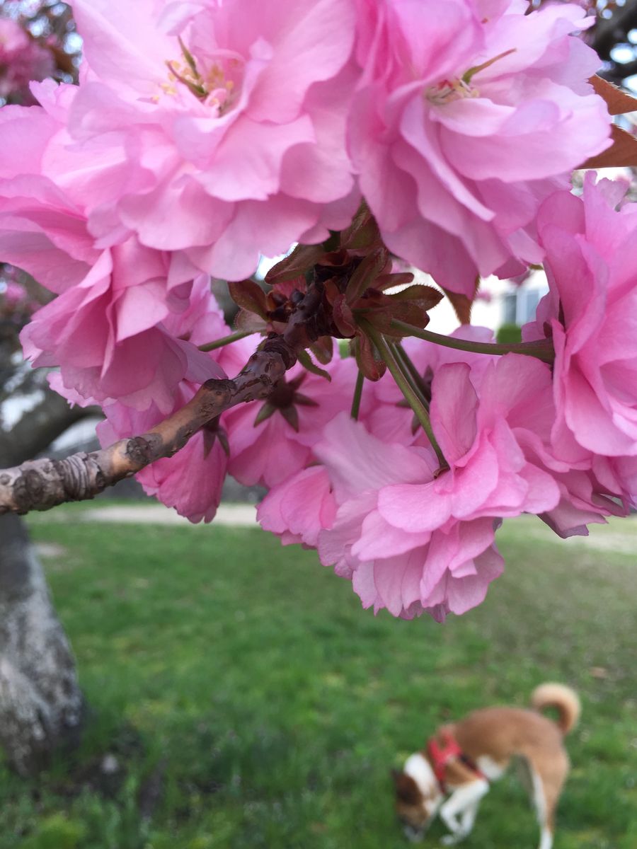 八重桜