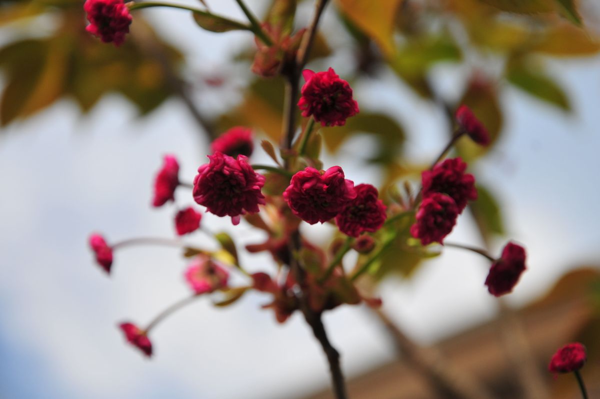 兼六園菊桜