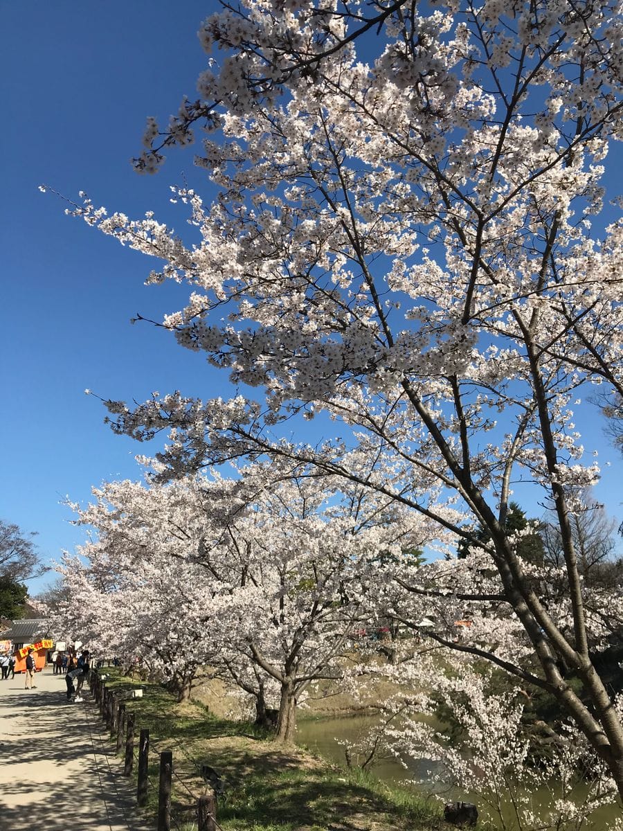 4/16　上田城の桜