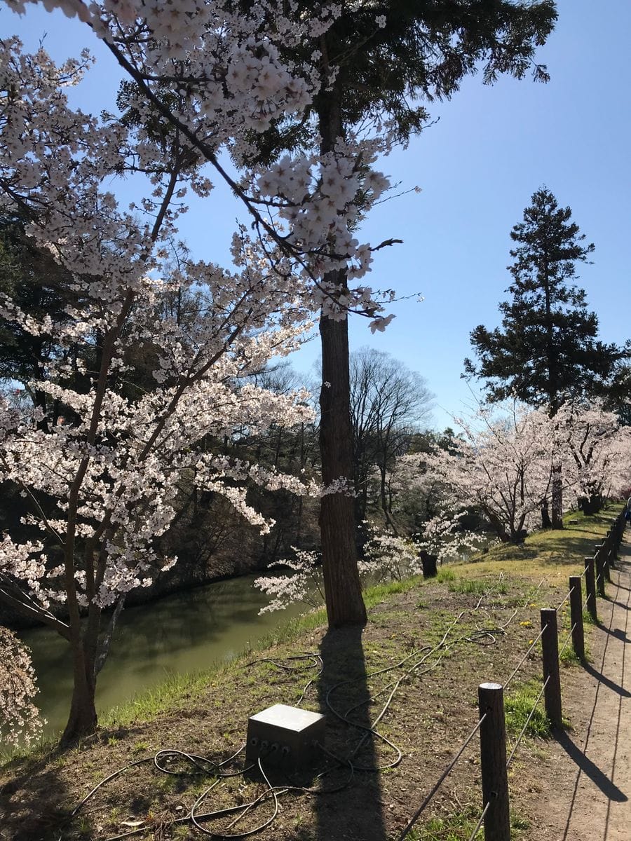 4/16　上田城の桜